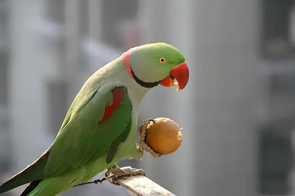 تعبیر خواب شاه طوطی + برای مرد و زن متاهل و پسر و دختر مجرد