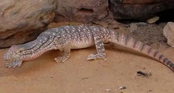 دیدن سوسمار در خواب چه تعبیری دارد + برای مرد و زن متاهل و پسر و دختر مجرد