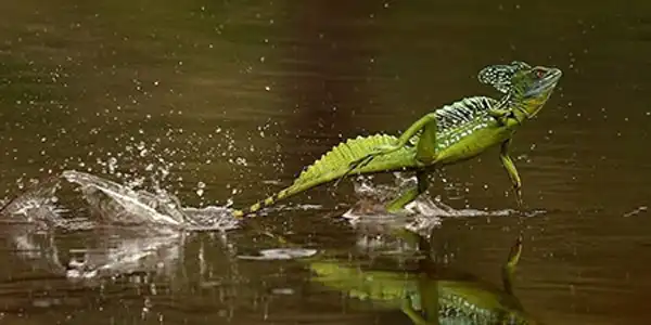 تعبیر خواب سوسمار کوچک سبز برای مرد و زن متاهل و پسر و دختر مجرد