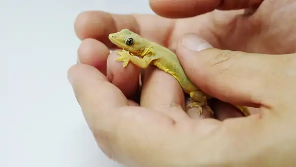 تعبیر خواب سوسمار روی بدن + برای مرد و زن متاهل و پسر و دختر مجرد