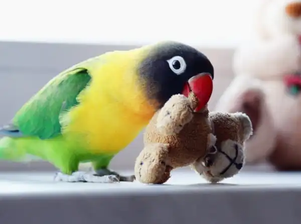 تعبیر خواب طوطی چی میشه + برای مرد و زن متاهل و پسر و دختر مجرد
