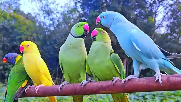 تعبیر خواب طوطی گرفتن از مرده + برای مرد و زن متاهل و پسر و دختر مجرد
