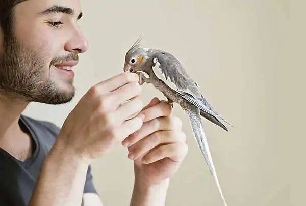تعبیر خواب طوطی گرفتن + برای مرد و زن متاهل و پسر و دختر مجرد