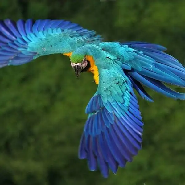تعبیر خواب طوطی قشنگ + برای مرد و زن متاهل و پسر و دختر مجرد