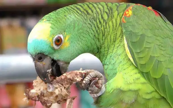 تعبیر خواب طوطی گوشت خوار + برای مرد و زن متاهل و پسر و دختر مجرد