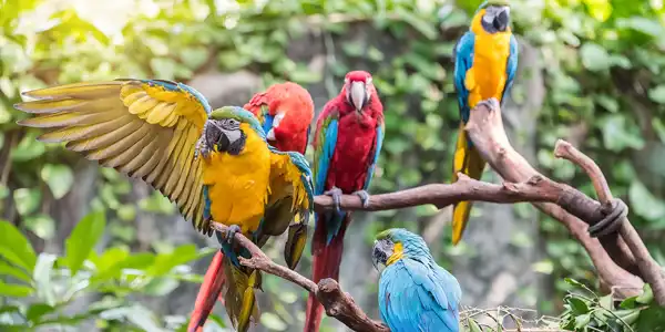 تعبیر خواب طوطی های بزرگ + برای مرد و زن متاهل و پسر و دختر مجرد