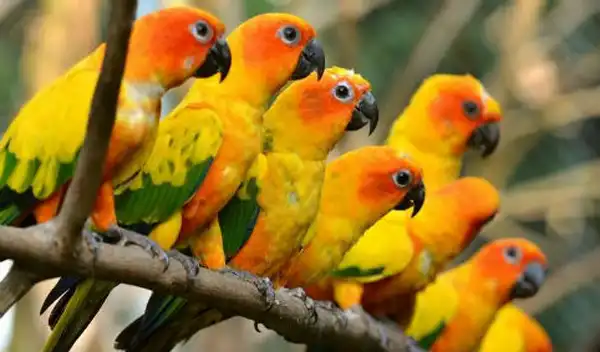 تعبیر خواب طوطی های زیاد + برای مرد و زن متاهل و پسر و دختر مجرد