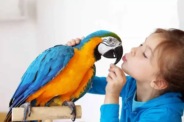 تعبیر خواب طوطی هدیه دادن + برای مرد و زن متاهل و پسر و دختر مجرد