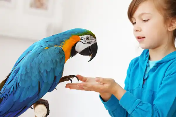 تعبیر خواب طوطی هدیه گرفتن + برای مرد و زن متاهل و پسر و دختر مجرد