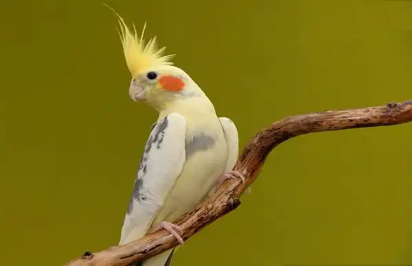 تعبیر خواب طوطی لاغر + برای مرد و زن متاهل و پسر و دختر مجرد