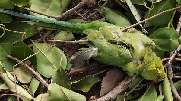 تعبیر خواب طوطی مرده چیست + برای مرد و زن متاهل و پسر و دختر مجرد