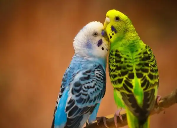 تعبیر خواب طوطی مرغ عشق + برای مرد و زن متاهل و پسر و دختر مجرد