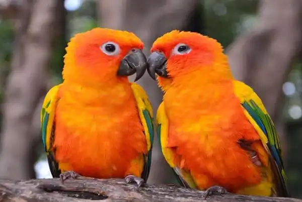 تعبیر خواب طوطی نارنجی + برای مرد و زن متاهل و پسر و دختر مجرد