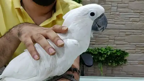 تعبیر خواب طوطی سفید بزرگ + برای مرد و زن متاهل و پسر و دختر مجرد