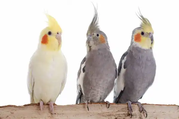 تعبیر خواب طوطی و عروس هلندی + برای مرد و زن متاهل و پسر و دختر مجرد