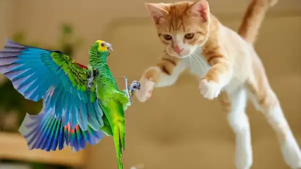 تعبیر خواب طوطی و گربه + برای مرد و زن متاهل و پسر و دختر مجرد