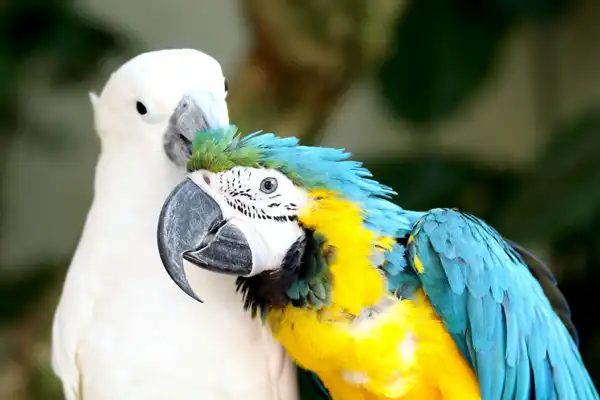 تعبیر خواب طوطی و پرنده + برای مرد و زن متاهل و پسر و دختر مجرد