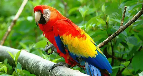 تعبیر خواب طوطی یونگ + برای مرد و زن متاهل و پسر و دختر مجرد