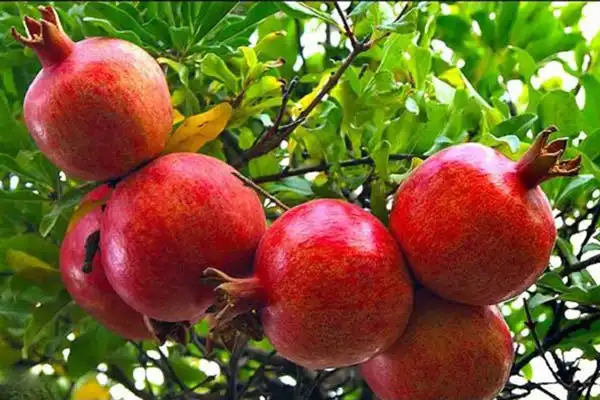 تعبیر خواب انار چیدن برای زن متاهل + برای مرد و زن متاهل و پسر و دختر مجرد
