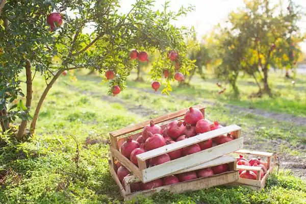 تعبیر خواب باغ انار برای زن متاهل + برای مرد و زن متاهل و پسر و دختر مجرد