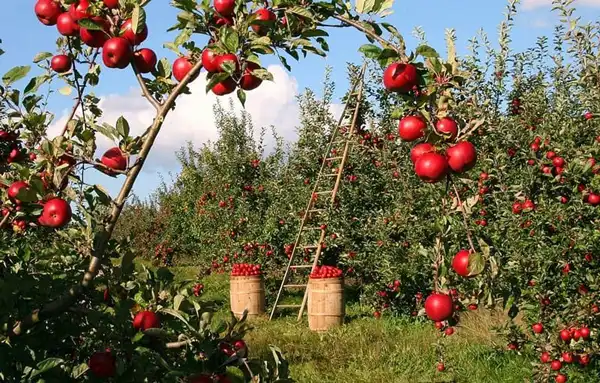 تعبیر خواب باغ سیب برای زن متاهل + برای مرد و زن متاهل و پسر و دختر مجرد
