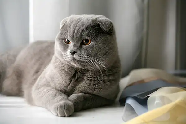 تعبیر خواب گربه طوسی در خانه برای زن متاهل + برای مرد و زن متاهل و پسر و دختر مجرد