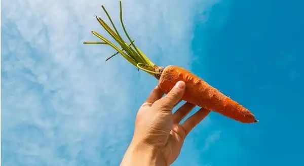 تعبیر خواب هویج دادن به مرده + برای مرد و زن متاهل و پسر و دختر مجرد