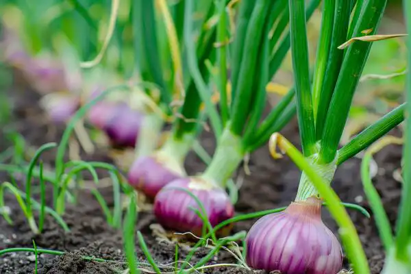 تعبیر خواب کاشتن پیاز برای زن متاهل + برای مرد و زن متاهل و پسر و دختر مجرد