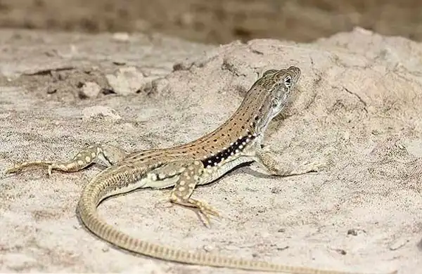 تعبیر خواب خوردن مارمولک برای زن متاهل + برای مرد و زن متاهل و پسر و دختر مجرد