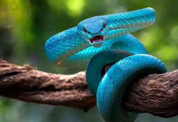 تعبیر خواب مار آبی برای زن متاهل + برای مرد و زن متاهل و پسر و دختر مجرد