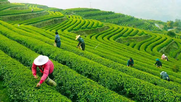 تعبیر خواب مزرعه چای + برای مرد و زن متاهل و پسر و دختر مجرد