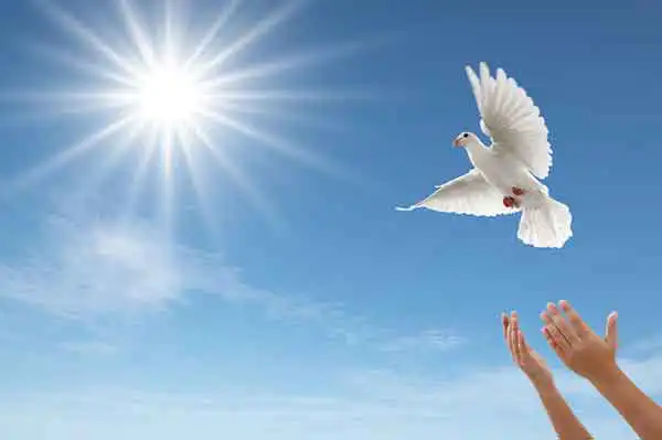 تعبیر خواب پرواز دادن کبوتر در خواب برای زن متاهل + برای مرد و زن متاهل و پسر و دختر مجرد