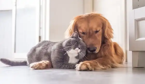 تعبیر خواب سگ و گربه با هم در خانه برای زن متاهل + برای مرد و زن متاهل و پسر و دختر مجرد