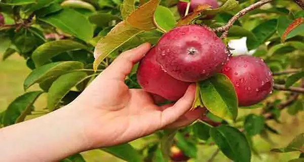 تعبیر خواب سیب چیدن برای زن متاهل + برای مرد و زن متاهل و پسر و دختر مجرد
