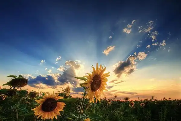 تعبیر خواب طلوع خورشید برای دختر مجرد + برای مرد و زن متاهل و پسر و دختر مجرد