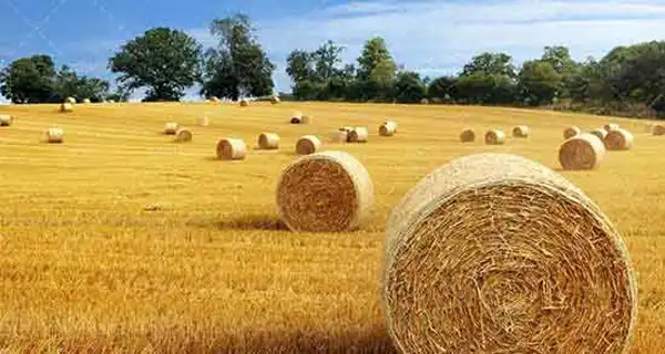 تعبیر خواب زمین برای زن متاهل + برای مرد و زن متاهل و پسر و دختر مجرد