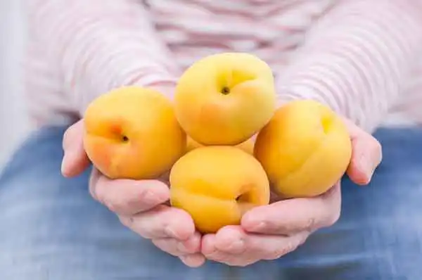 تعبیر خواب زردآلو رسیده برای زن متاهل + برای مرد و زن متاهل و پسر و دختر مجرد