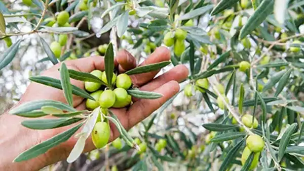 تعبیر خواب زیتون نرسیده + برای مرد و زن متاهل و پسر و دختر مجرد