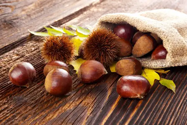 تعبیر خواب بلوط برای زن متاهل + برای مرد و زن متاهل و پسر و دختر مجرد