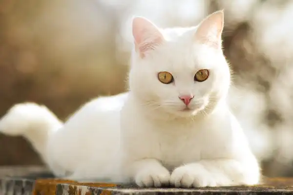 تعبیر خواب گربه سفید برای زن متاهل + برای مرد و زن متاهل و پسر و دختر مجرد