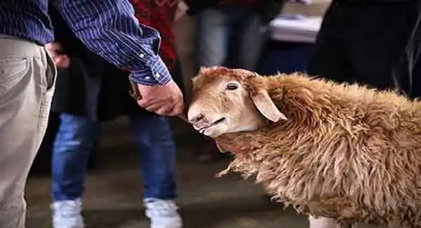 تعبیر خواب گوسفندی که حمله میکند برای زن متاهل + برای مرد و زن متاهل و پسر و دختر مجرد