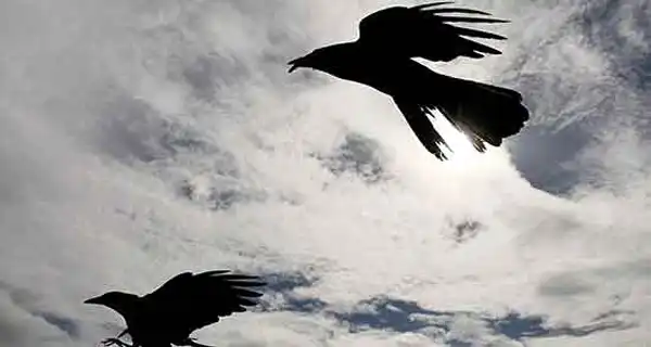 تعبیر خواب کلاغ در حال پرواز برای زن متاهل + برای مرد و زن متاهل و پسر و دختر مجرد