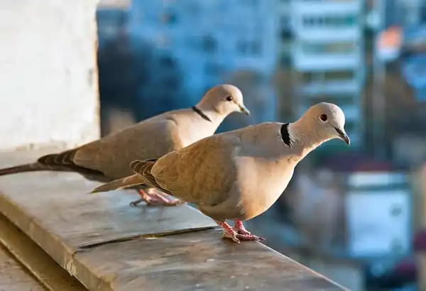 تعبیر خواب کبوتر یاکریم در خانه برای زن متاهل + برای مرد و زن متاهل و پسر و دختر مجرد
