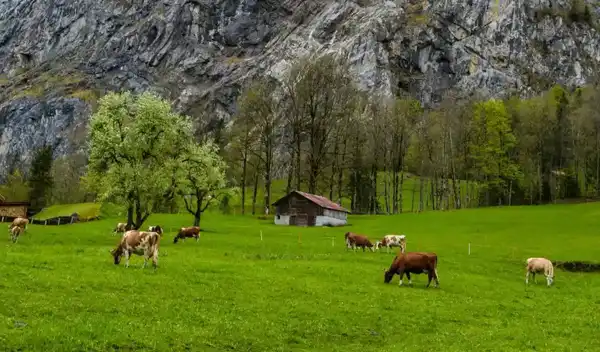 تعبیر خواب مزرعه برای زن متاهل + برای مرد و زن متاهل و پسر و دختر مجرد
