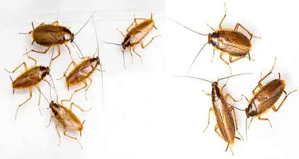 تعبیر خواب سوسک ریز برای زن متاهل + برای مرد و زن متاهل و پسر و دختر مجرد