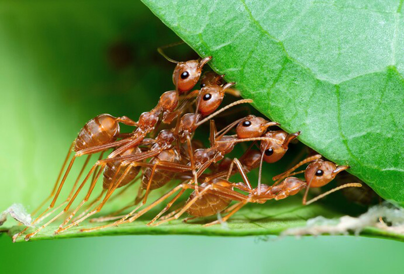 تعبیر خواب مورچه برای دختر مجرد تعبیر خواب مورچه سیاه زیاد در خانه تعبیر خواب مورچه یوسف پیامبر تعبیر خواب مورچه زیاد روی بدن تعبیر خواب مورچه سیاه برای دختر مجرد تعبیر خواب مورچه سیاه کوچک تعبیر خواب مورچه سیاه روی بدن تعبیر خواب مورچه در خانه