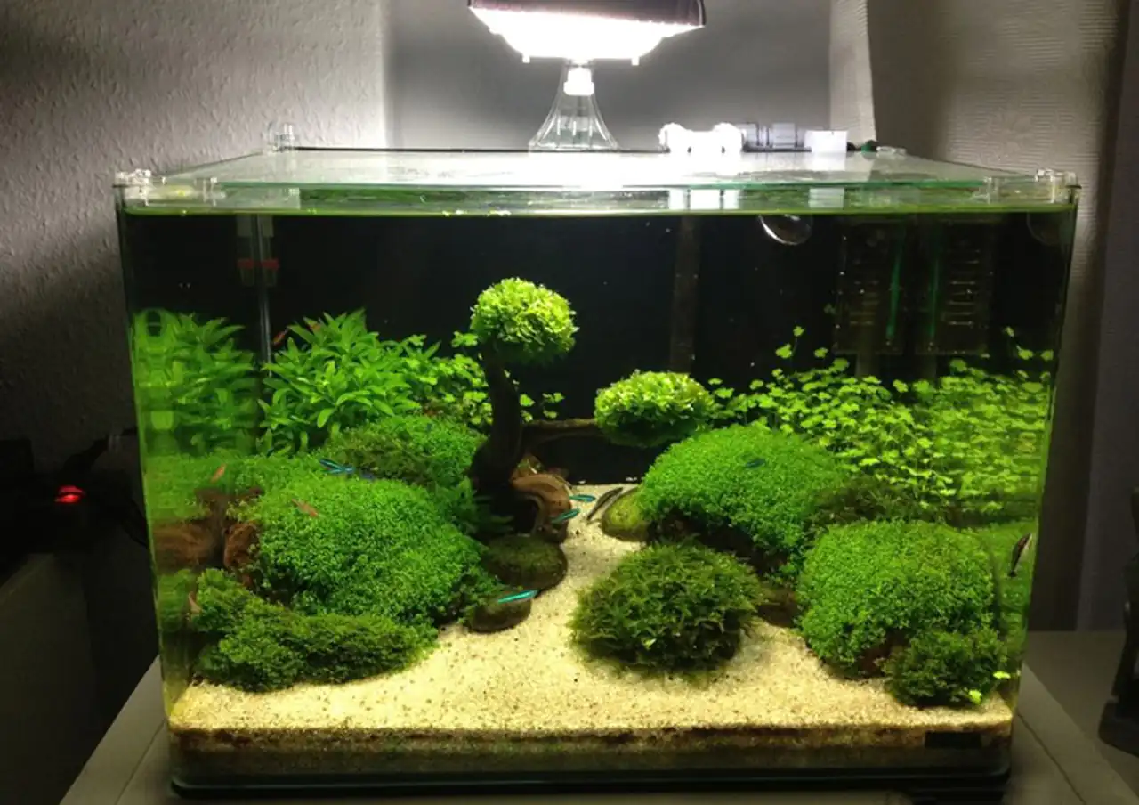 مدل آکواریوم پلنت در خانه با سبک های متنوع و زیبا که جایی ندیده اید
