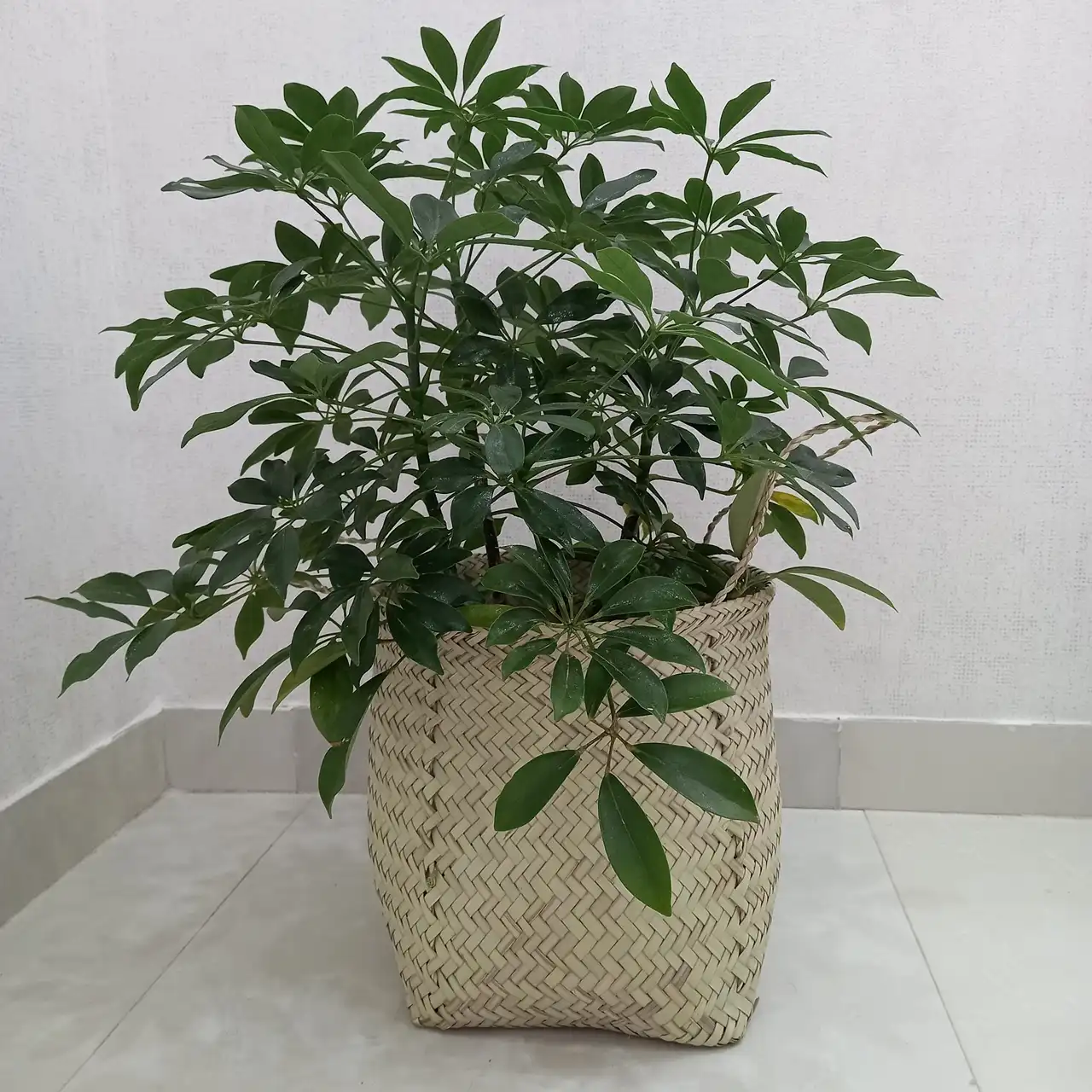 مدل انواع گلدان حصیری + مدل های جدید و قشنگ گلدان حصیری پایه دار برای زیبا کردن منزل