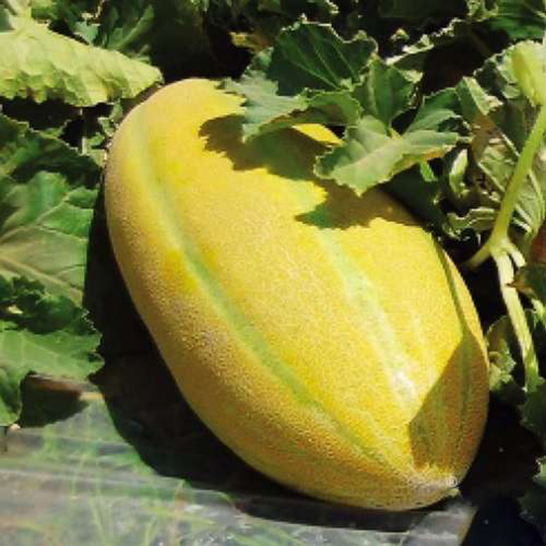 خواص خربزه مشهدی برای کلیه خواص خربزه برای مردان خواص خربزه برای زنان خواص خربزه برای لاغری خواص خربزه در بارداری خواص خربزه شاه پسند خواص خربزه برای کلیه مضرات خربزه برای مردان