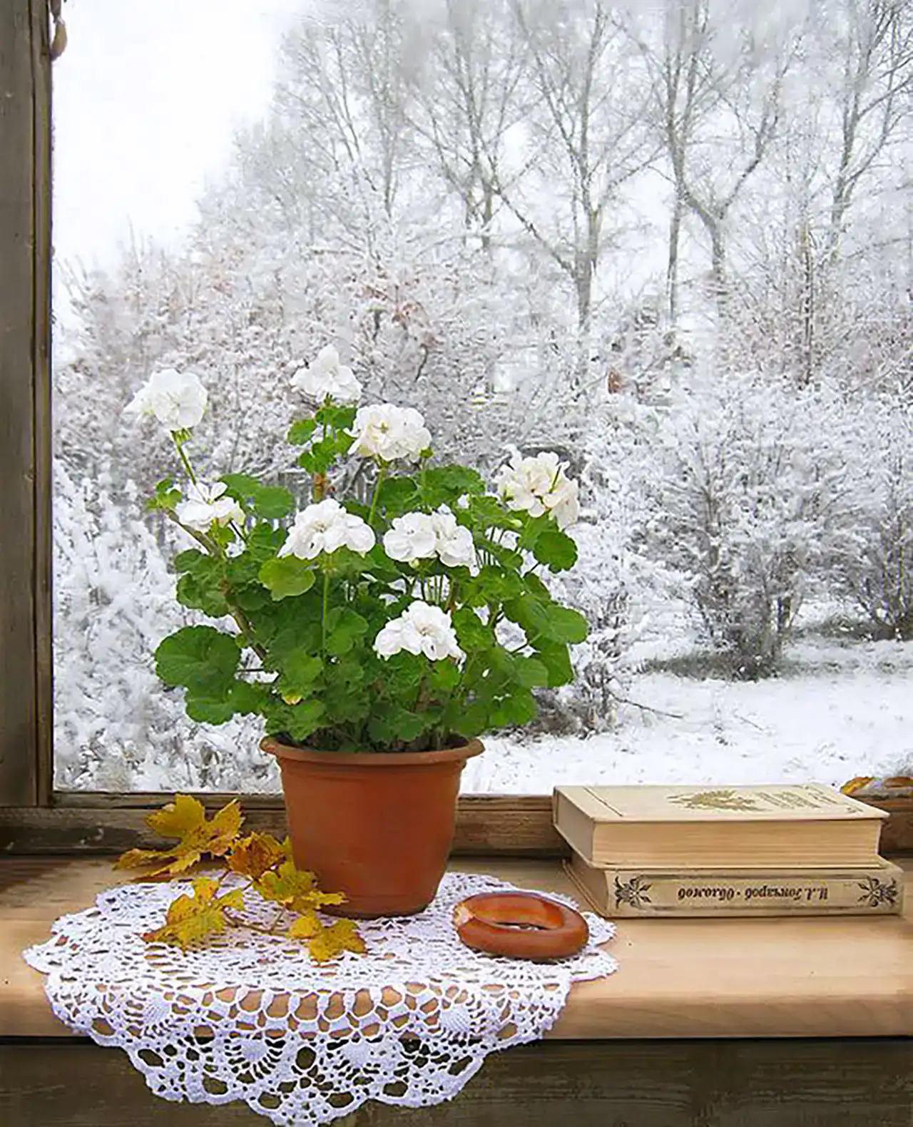 مدل گلدان پشت پنجره دکوری ساده چشمگیر و سبز برای آوردن طبیعت به داخل خانه